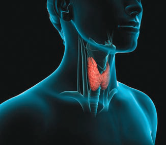 Thyroid
