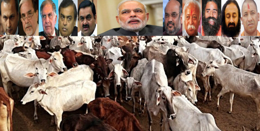 Cow slaughter pic