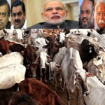 Cow slaughter pic
