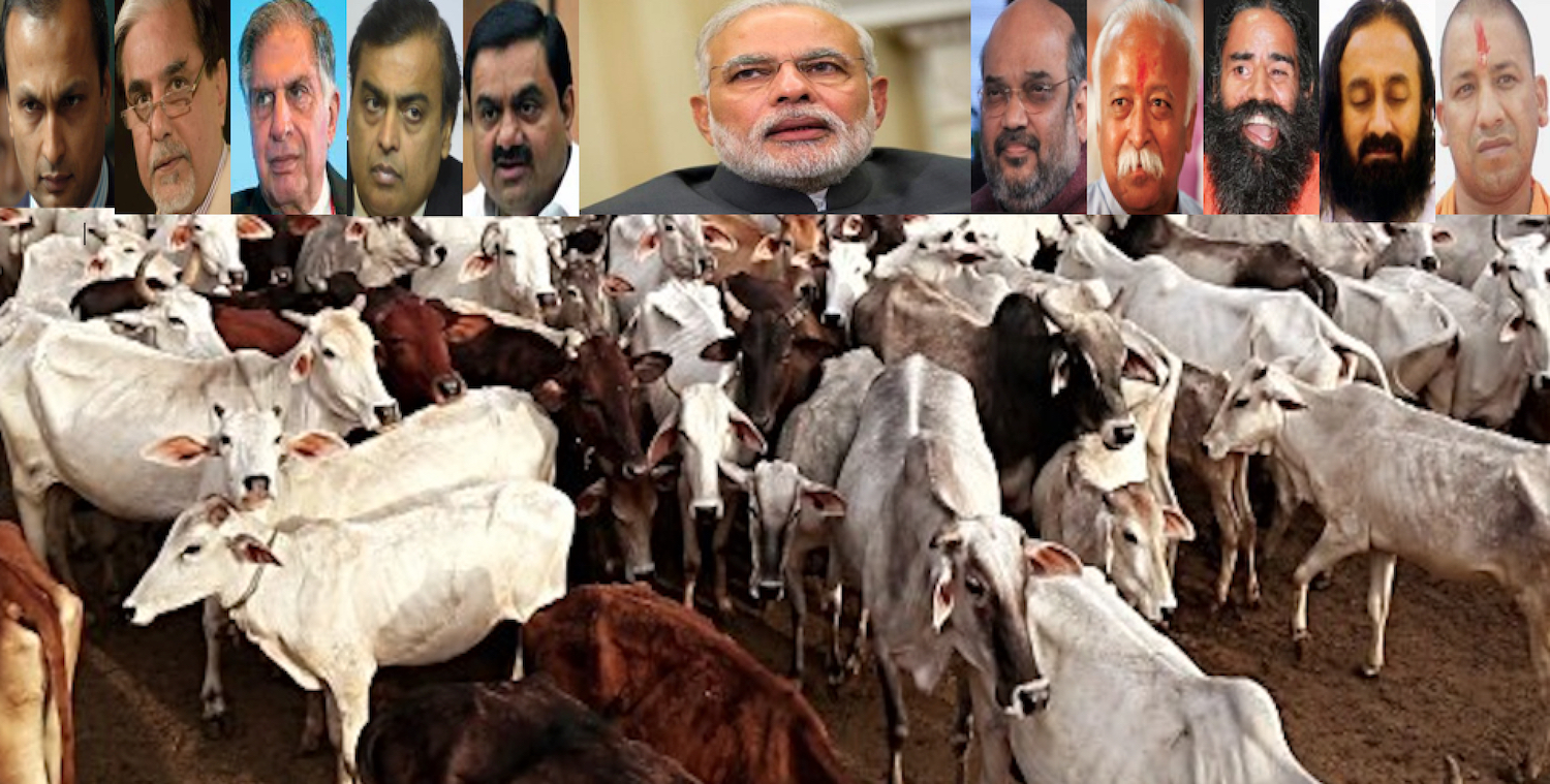 Cow slaughter pic