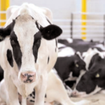 Cows