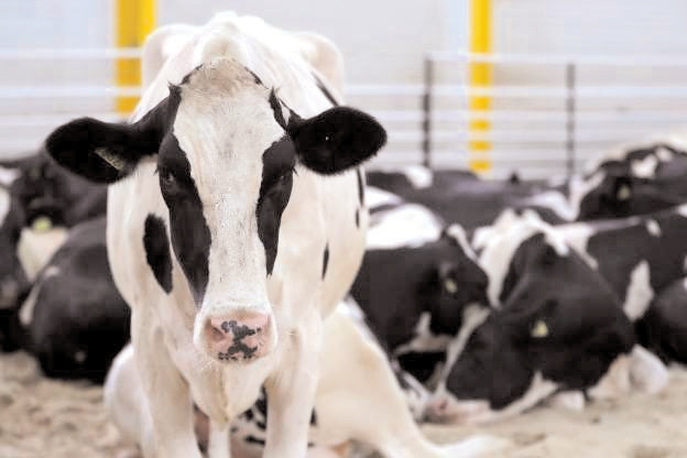Cows