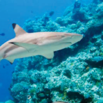 Shark Skin