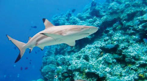 Shark Skin