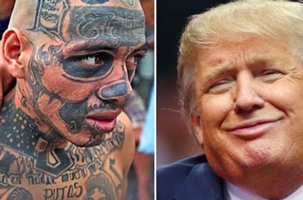 ms13