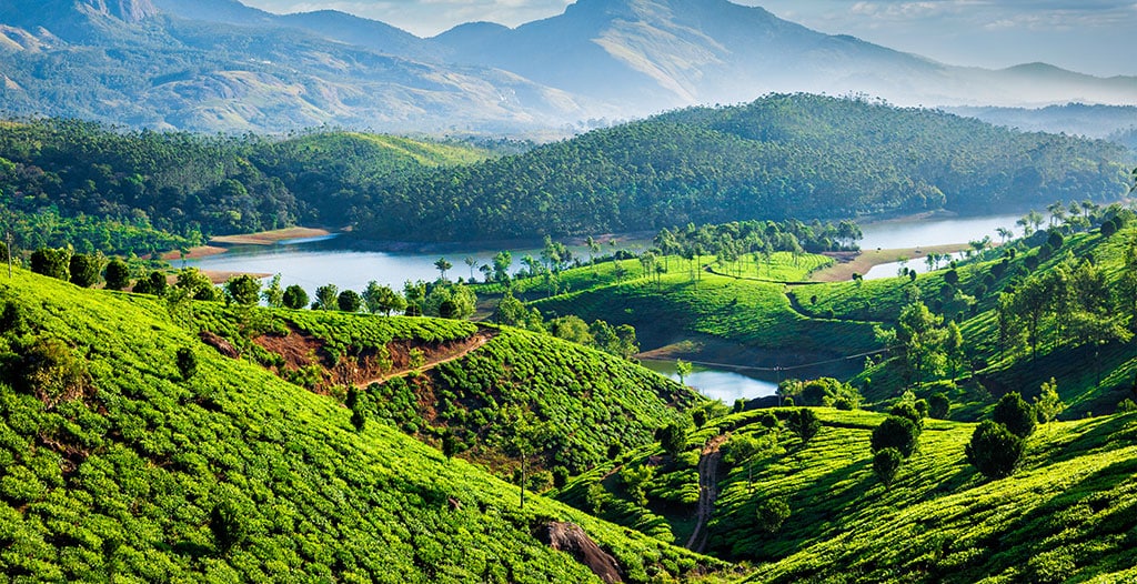 Kerala-Tea-Plantation-India