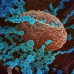 US-HEALTH-VIRUS
