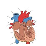 human-heart-diagram-unlabeled-400