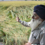 kisan