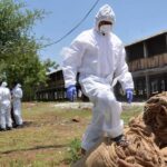 US bird flu