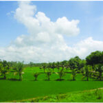 The lush green paddy fields at Karripode